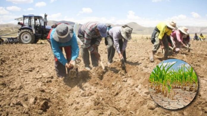 La planificación debe considerar las lluvias, las heladas y las sequías de cada zona para reducir las pérdidas en los cultivos y la crianza de animales.
